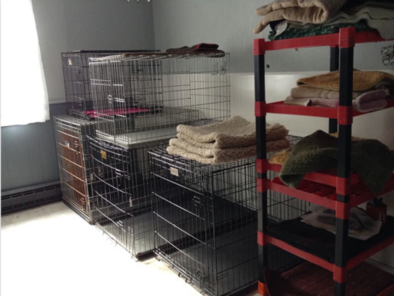 Boarding Four Paws Academy For Dogs