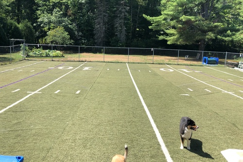 Four Paws Academy day Camp turf