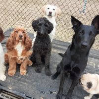 Day Camp Group Sits