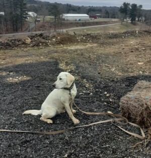 Training - hike with training