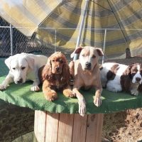 Day Camp group downs