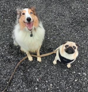 Training - hiking with socialization
