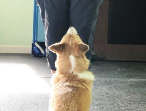 Training obedience front